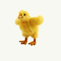 Chick Plush toy