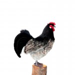 hansa hen